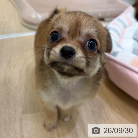 チワワの写真