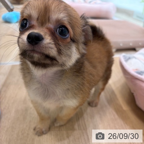チワワの写真