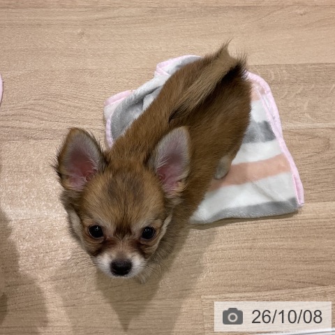 岩手県のチワワ(ロング) (ペットプラス 盛岡南店/2026年7月31日生まれ/女の子/フォーン)の子犬の3枚目の画像