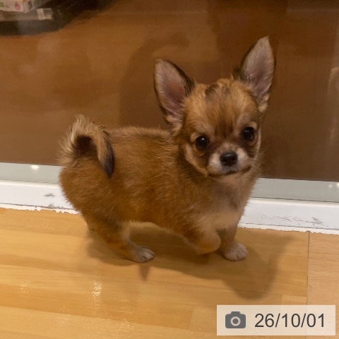 奈良県のチワワ(ロング) (ペットプラス 大和郡山店/2026年7月31日生まれ/女の子/フォーン)の子犬の4枚目の画像
