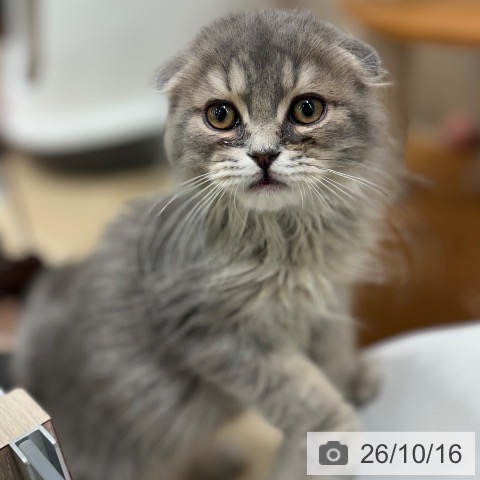 大阪府のスコティッシュフォールド (ペットプラス イオン大日店/2026年7月15日生まれ/男の子/ブルータビー)の子猫の4枚目の画像