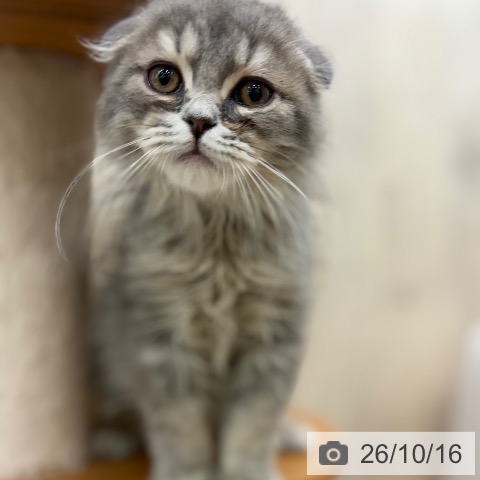 大阪府のスコティッシュフォールド (ペットプラス イオン大日店/2026年7月15日生まれ/男の子/ブルータビー)の子猫の3枚目の画像