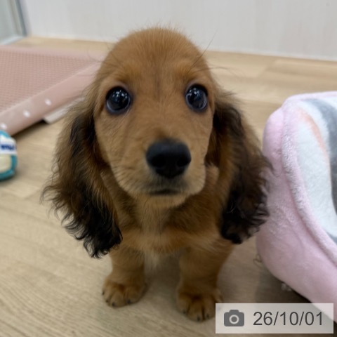 大阪府のミニチュアダックスフンド(ロング) (ペットプラス 松原店/2026年7月31日生まれ/男の子/レッド)の子犬の4枚目の画像