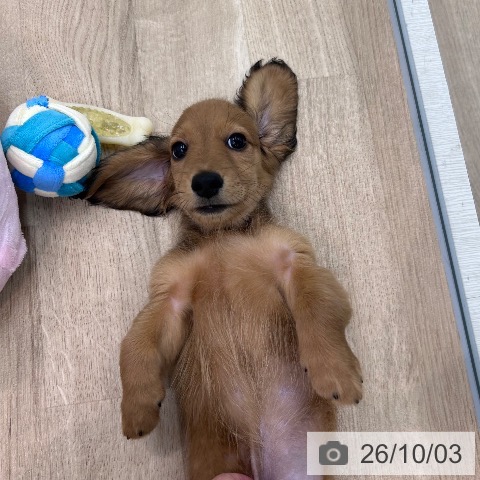 大阪府のミニチュアダックスフンド(ロング) (ペットプラス 松原店/2026年7月31日生まれ/男の子/レッド)の子犬の3枚目の画像