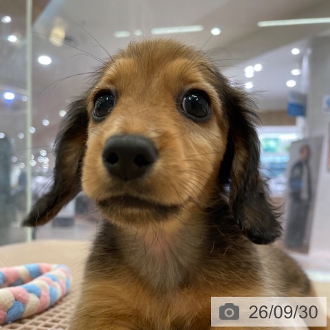 大阪府のミニチュアダックスフンド(ロング) (ペットプラス 大阪ドームシティ店/2026年7月31日生まれ/男の子/レッド)の子犬の4枚目の画像
