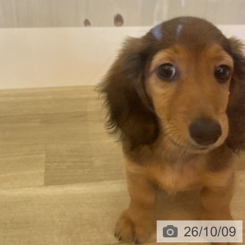 兵庫県のミニチュアダックスフンド(ロング) (ペットプラス 姫路大津店/2026年7月31日生まれ/男の子/レッド)の子犬の3枚目の画像