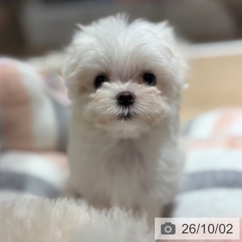 マルチーズの写真