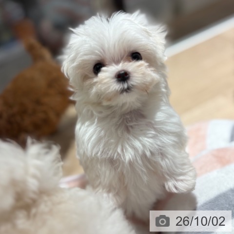 兵庫県のマルチーズ (ペットプラス 神戸三宮店/2026年7月26日生まれ/女の子/ホワイト)の子犬の3枚目の画像
