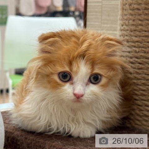 大阪府のスコティッシュフォールド (ペットプラス 大阪ドームシティ店/2026年8月3日生まれ/男の子/レッドタビーホワイト)の子猫の4枚目の画像