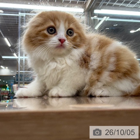 スコティッシュフォールドの写真