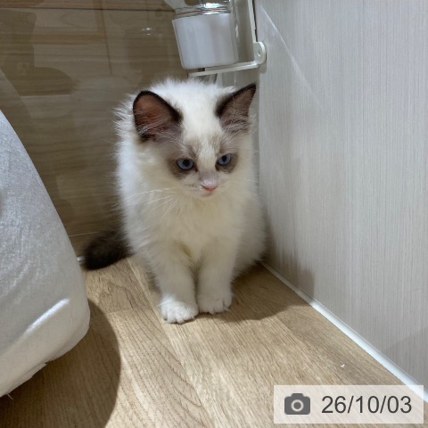 ラグドールの写真