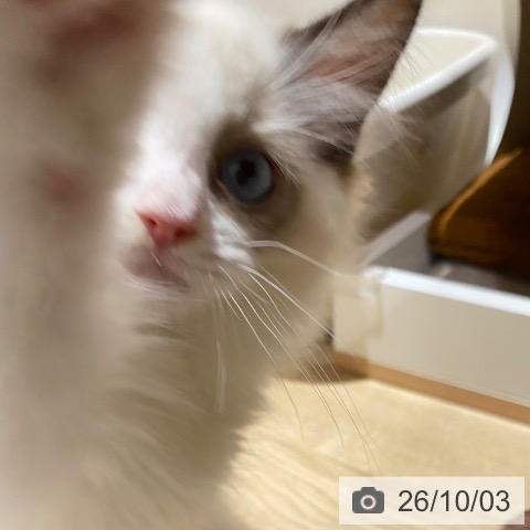 ラグドールの写真