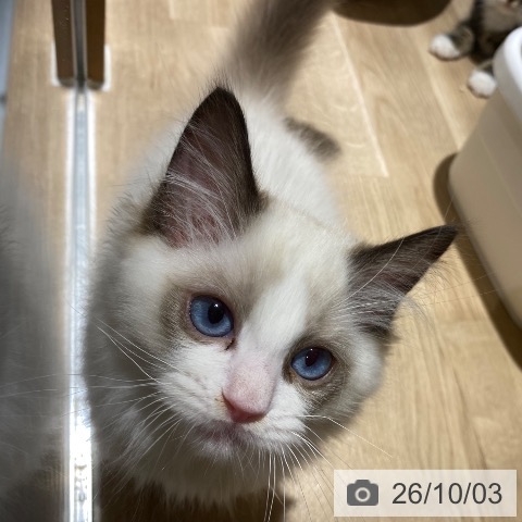 ラグドールの写真