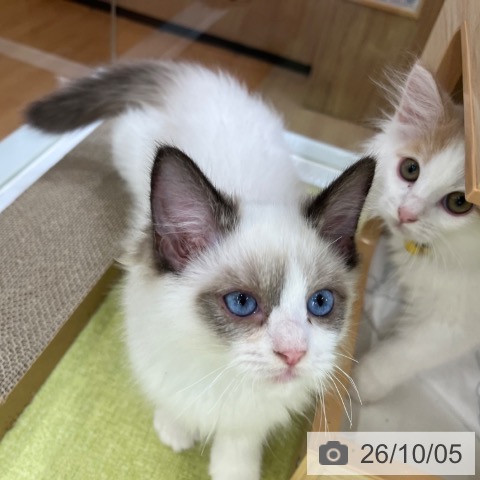 ラグドールの写真
