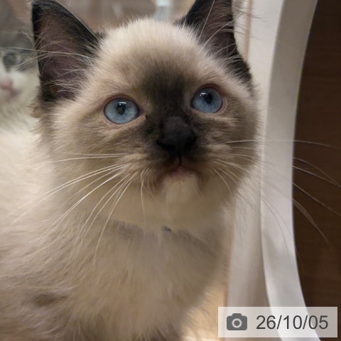 ラグドールの写真