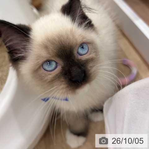 ラグドールの写真