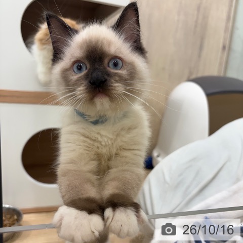 大阪府のラグドール (ペットプラス イオン大日店/2026年7月27日生まれ/男の子/シールポイントミテッド)の子猫の4枚目の画像