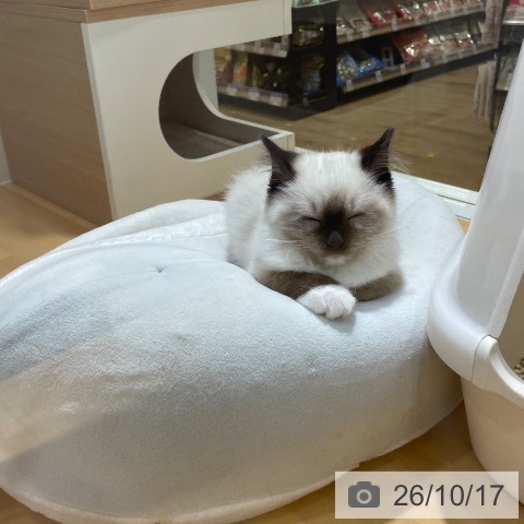大阪府のラグドール (ペットプラス 堺鉄砲町店/2026年7月27日生まれ/男の子/シールポイントミテッド)の子猫の3枚目の画像