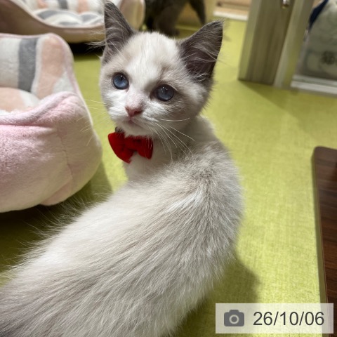 ラグドールの写真