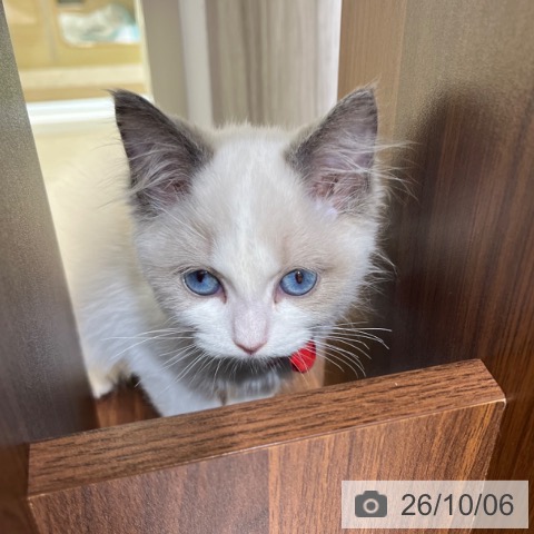 ラグドールの写真
