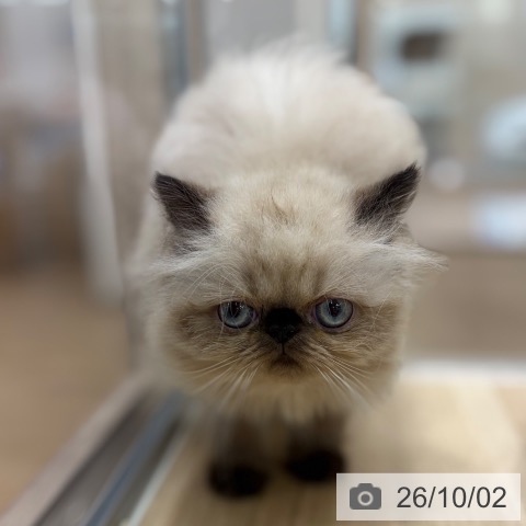 ヒマラヤンの写真