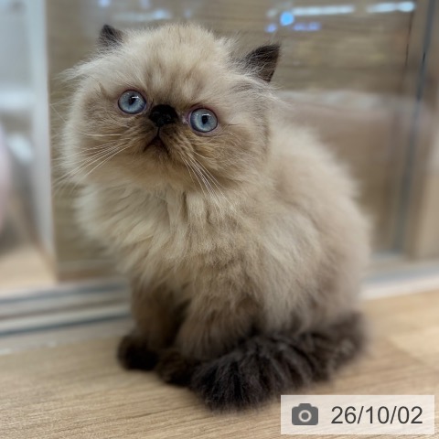 ヒマラヤンの写真