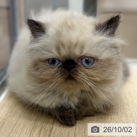 ヒマラヤンの写真