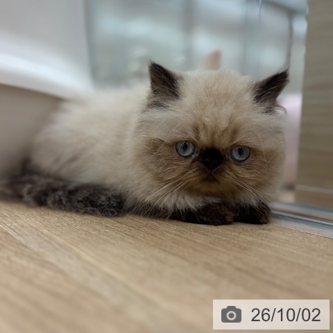 ヒマラヤンの写真