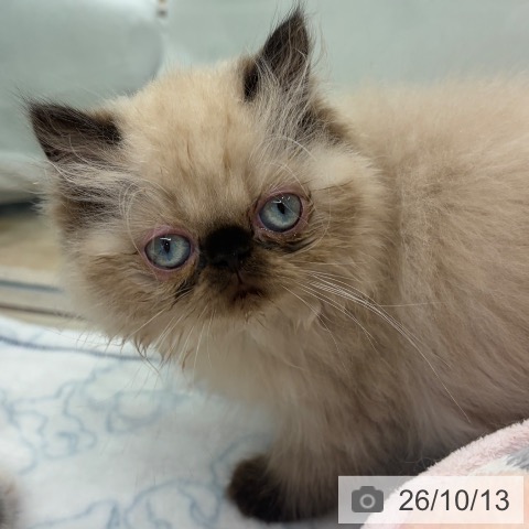 大阪府のヒマラヤン (ペットプラス イオン大日店/2026年8月2日生まれ/男の子/シールポイント)の子猫の3枚目の画像