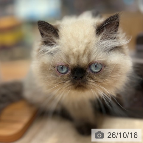 大阪府のヒマラヤン (ペットプラス イオン大日店/2026年8月2日生まれ/男の子/シールポイント)の子猫の4枚目の画像