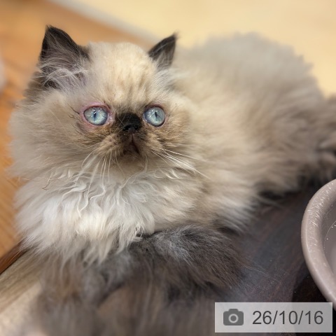 大阪府のヒマラヤン (ペットプラス イオン大日店/2026年8月2日生まれ/男の子/シールポイント)の子猫の3枚目の画像