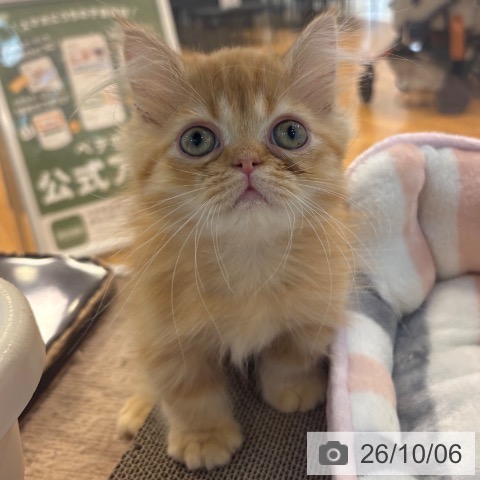 京都府のミヌエット (ペットプラス 久御山店/2026年8月2日生まれ/女の子/レッドタビー)の子猫の4枚目の画像
