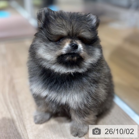 ポメラニアンの写真