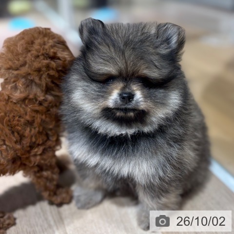 ポメラニアンの写真