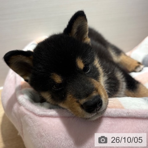柴の写真