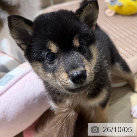 柴の写真
