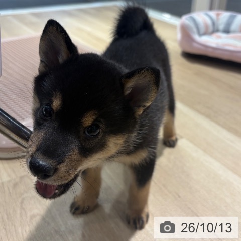 大阪府の柴犬(標準サイズ) (ペットプラス イオン大日店/2026年8月3日生まれ/女の子/黒)の子犬の4枚目の画像