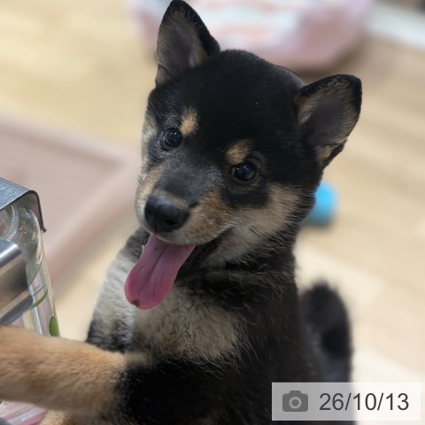 大阪府の柴犬(標準サイズ) (ペットプラス イオン大日店/2026年8月3日生まれ/女の子/黒)の子犬の3枚目の画像