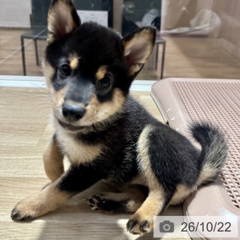大阪府の柴犬(標準サイズ) (ペットプラス イオン大日店/2026年8月3日生まれ/女の子/黒)の子犬の4枚目の画像
