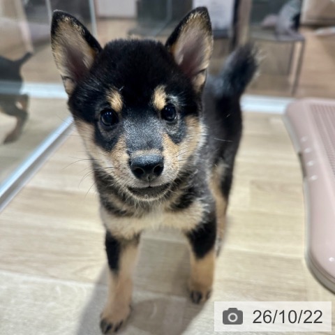 大阪府の柴犬(標準サイズ) (ペットプラス イオン大日店/2026年8月3日生まれ/女の子/黒)の子犬の3枚目の画像