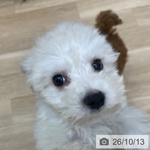 京都府のビションフリーゼ (ペットプラス 久御山店/2026年8月3日生まれ/男の子/ホワイト)の子犬の4枚目の画像