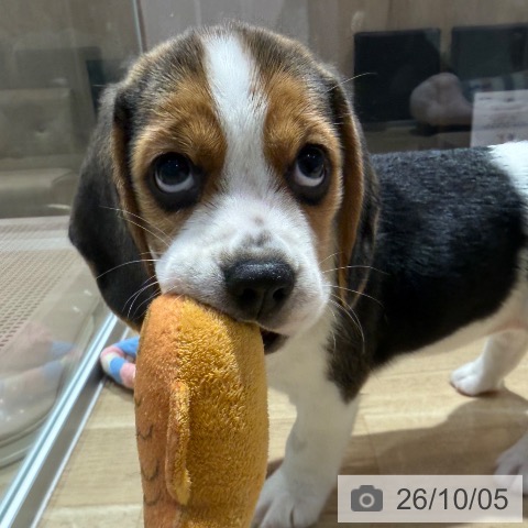 ビーグルの写真
