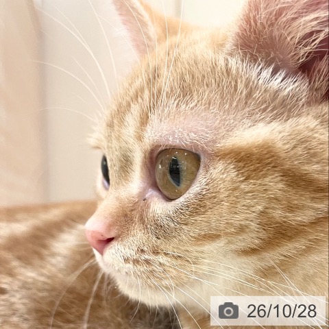 新潟県のアメリカンショートヘアー (ペットプラス 新潟青山店/2026年8月5日生まれ/男の子/レッドタビー)の子猫の4枚目の画像
