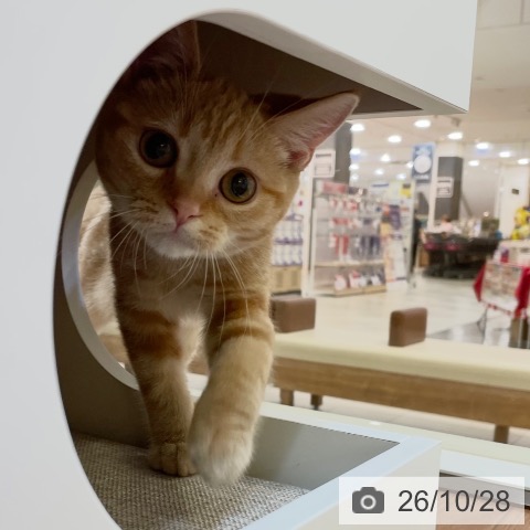 新潟県のアメリカンショートヘアー (ペットプラス 新潟青山店/2026年8月5日生まれ/男の子/レッドタビー)の子猫の3枚目の画像