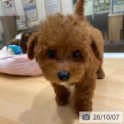 奈良県のトイプードル(トイ) (ペットプラス 大和郡山店/2026年8月3日生まれ/男の子/レッドフォーン)の子犬の3枚目の画像