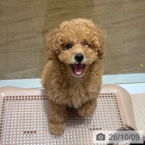 大阪府のトイプードル(トイ) (ペットプラス 堺鉄砲町店/2026年8月3日生まれ/女の子/オレンジフォーン)の子犬の3枚目の画像
