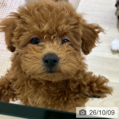 新潟県のトイプードル(トイ) (ペットプラス 新潟亀田インター店/2026年7月22日生まれ/女の子/レッドフォーン)の子犬の4枚目の画像