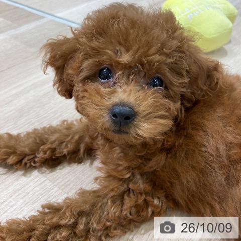 新潟県のトイプードル(トイ) (ペットプラス 新潟亀田インター店/2026年7月22日生まれ/女の子/レッドフォーン)の子犬の3枚目の画像