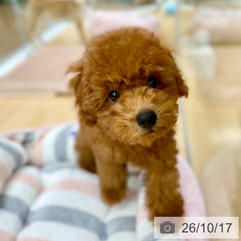 京都府のトイプードル(トイ) (ペットプラス 醍醐店/2026年7月30日生まれ/男の子/レッドフォーン)の子犬の4枚目の画像