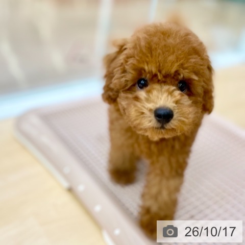 京都府のトイプードル(トイ) (ペットプラス 醍醐店/2026年7月30日生まれ/男の子/レッドフォーン)の子犬の3枚目の画像